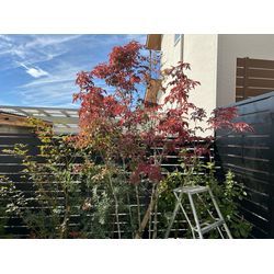 剪定？しました　アオダモの画像1