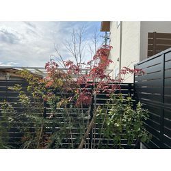 剪定？しました　アオダモの画像2