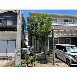 剪定致しました　大きなシマトネリコの画像1