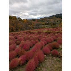 由仁町・栗山町へのプチ旅行で、心のリセットをしてきましたの画像3
