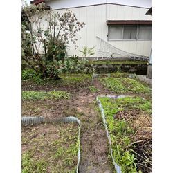 草むしり　どぐだみのみの草抜き実施しました！の画像1