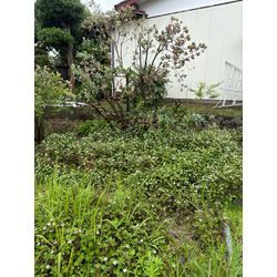 草むしり　どぐだみのみの草抜き実施しました！の画像3