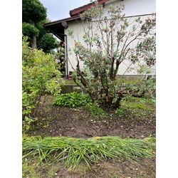 草むしり　どぐだみのみの草抜き実施しました！の画像2