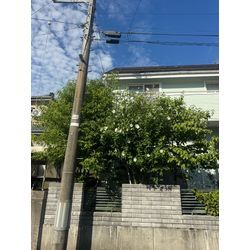 庭木の剪定の画像1