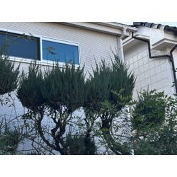 【東大和市】庭木の剪定　2025.12.9の画像1