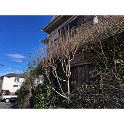 【東大和市】庭木の剪定　2025.12.9の画像3