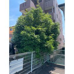 名古屋市　伐採の画像1