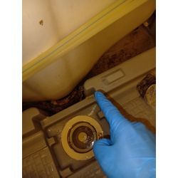 またまたお風呂に小バエの画像1