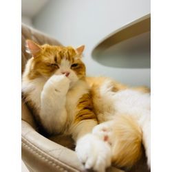 GWゴールデンウィークのご予約中ですの画像1