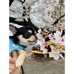 GWゴールデンウィークのご予約中ですの画像2