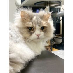 ある日の猫ちゃんのお世話中の画像3