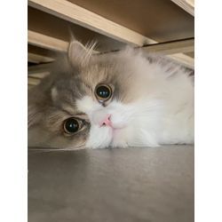 ある日の猫ちゃんのお世話中の画像1