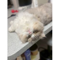 ある日の猫ちゃんのお世話中の画像2