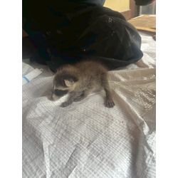 【注意喚起】その足音、放置は危険！ハクビシンの「出産シーズン」がやってきますの画像1