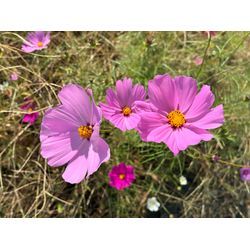 ちょっとお尋ねしますけど。の画像1