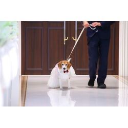 可愛いリングドッグ　最高の結婚式の画像1