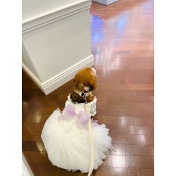 可愛いリングドッグ　最高の結婚式の画像3