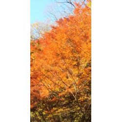 もみじ狩りの画像1