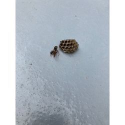 大阪府にてアシナガバチ駆除を行いました。の画像1