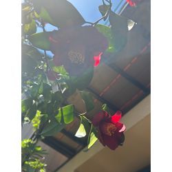 お客様のお庭で見つけた、春のご褒美🌺の画像1