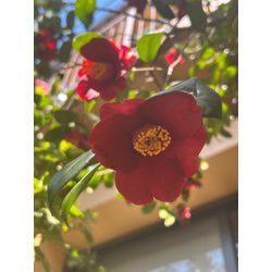 お客様のお庭で見つけた、春のご褒美🌺の画像2