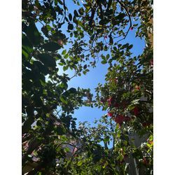 お客様のお庭で見つけた、春のご褒美🌺の画像3