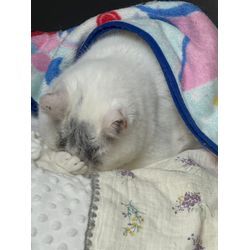 ✨ お引き取りした毛布が、新しい居場所への画像1