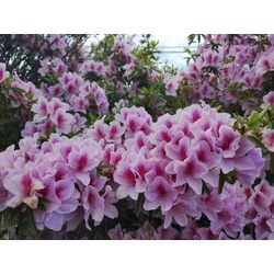 5月の花ツツジが綺麗に咲いてます！ by 群馬高崎の植木屋オヤジBlogの画像1