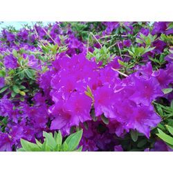 5月の花ツツジが綺麗に咲いてます！ by 群馬高崎の植木屋オヤジBlogの画像2