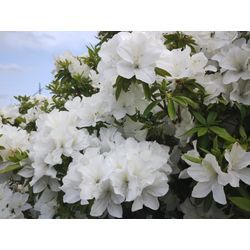 5月の花ツツジが綺麗に咲いてます！ by 群馬高崎の植木屋オヤジBlogの画像3