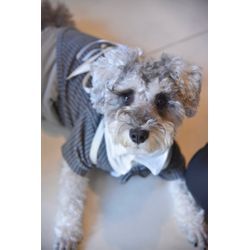 リングドッグ前後のお預かりもお任せくださいの画像1