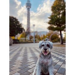 リングドッグ前後のお預かりもお任せくださいの画像3