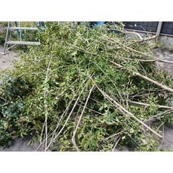 高崎市で高木伐採・強剪定作業　春風強し安全第一注意！　群馬高崎の植木屋ゆうさん超SortBlog〜の画像2