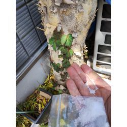 高崎市で高木伐採・強剪定作業　春風強し安全第一注意！　群馬高崎の植木屋ゆうさん超SortBlog〜の画像3