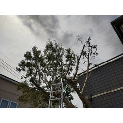 高崎市で高木伐採・強剪定作業　春風強し安全第一注意！　群馬高崎の植木屋ゆうさん超SortBlog〜の画像1