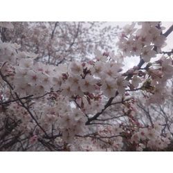 4月を狙えの画像3