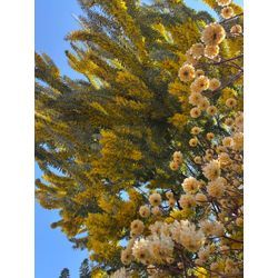 アカシアブルーブッシュの画像2