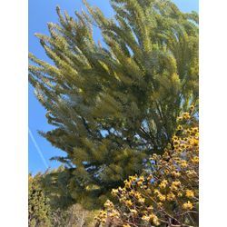 アカシアブルーブッシュの画像1