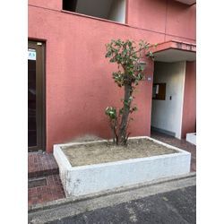 名古屋市　剪定の画像2