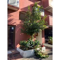 名古屋市　剪定の画像1