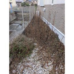 神奈川県川崎市多摩区にて草むしりを行いましたの画像1