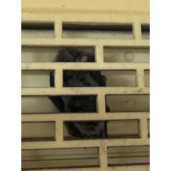 コウモリ駆除の画像2