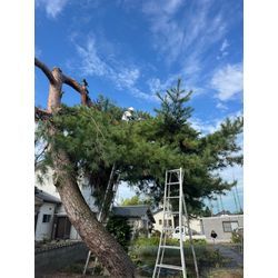 松の剪定の画像1