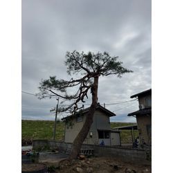 松の剪定の画像2