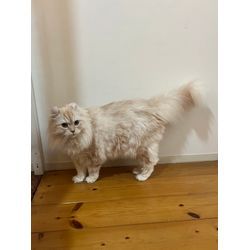 ビルトインコンロ取り替えの画像2