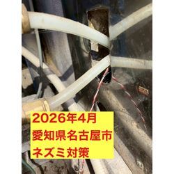 愛知県名古屋市にてネズミ被害駆除防除対策を行いました。の画像1
