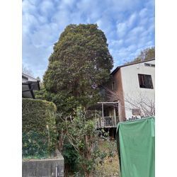 志摩市　特殊伐採の画像1