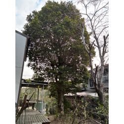 志摩市　特殊伐採の画像3