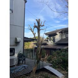 志摩市　特殊伐採の画像2