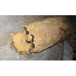 ◤🐝こんな場所にハチの巣！？空間に巣を作る蜂が増えてます！蜂駆除/宮城/山形/福島◢の画像2